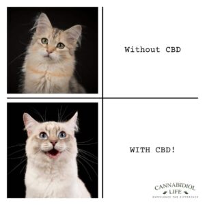 Zwei Katzen glücklich und unglücklich Cbd Meme