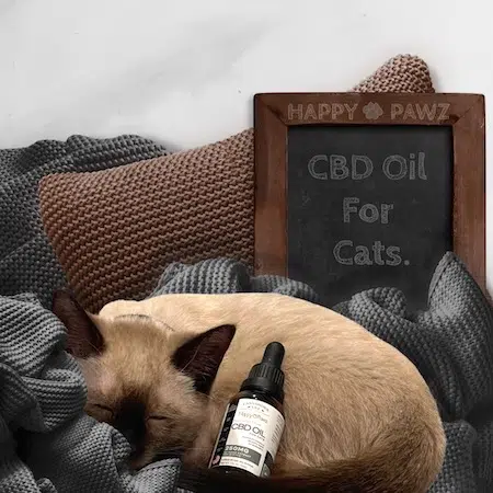 Siamese Kitten Taking Happy Pawz Cbd Oil For Cats