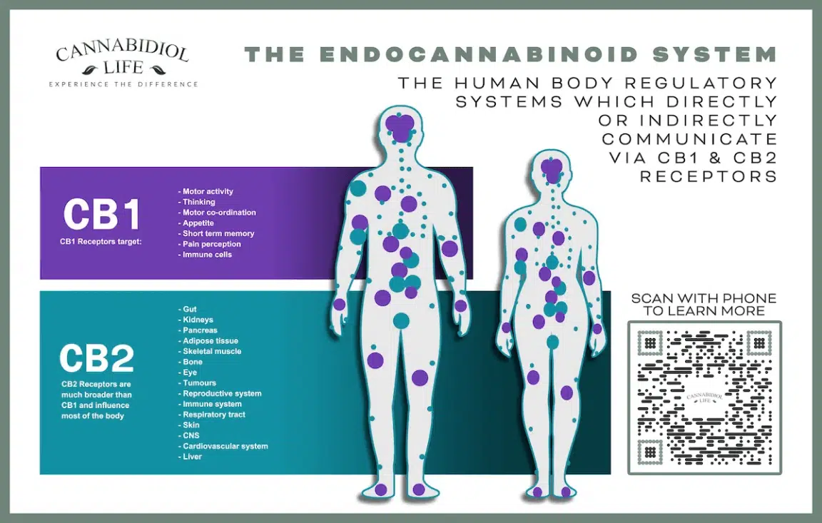 The Endocannabinoid System Regulates The Nervous System Via Cb1 &Amp; Cb2 Receptors