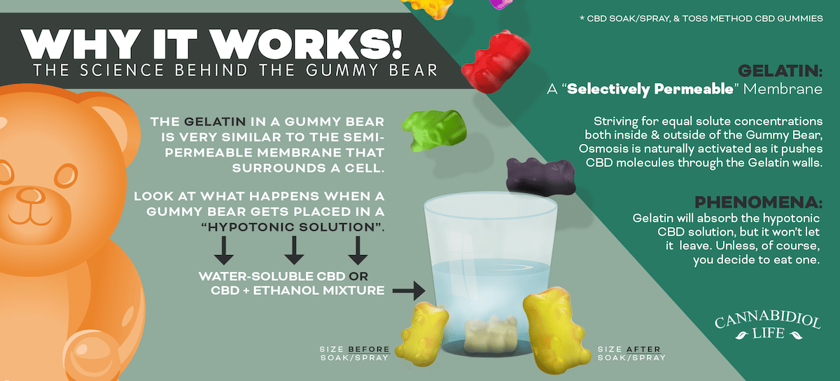 Gummy Bears estudo científico da permeabilidade da gelatina