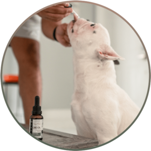 Learn how to give your dog CBD Oil by using a tincture glass dropper.