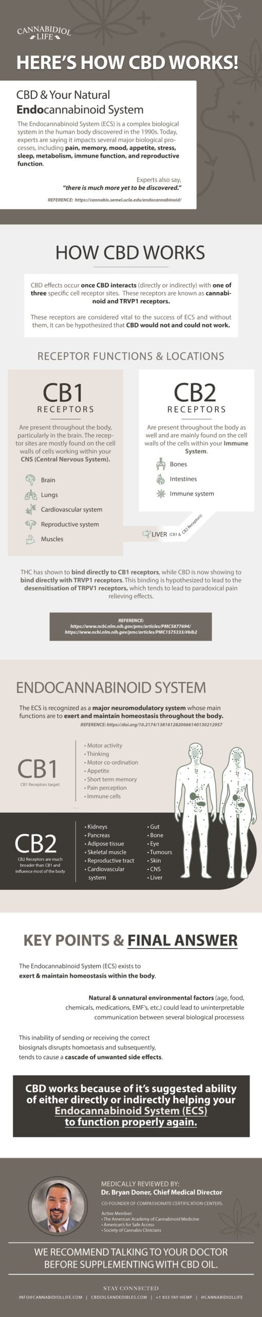 Profissional médico revisou infográfico de como o CBD funciona com o sistema endocanabinóide.