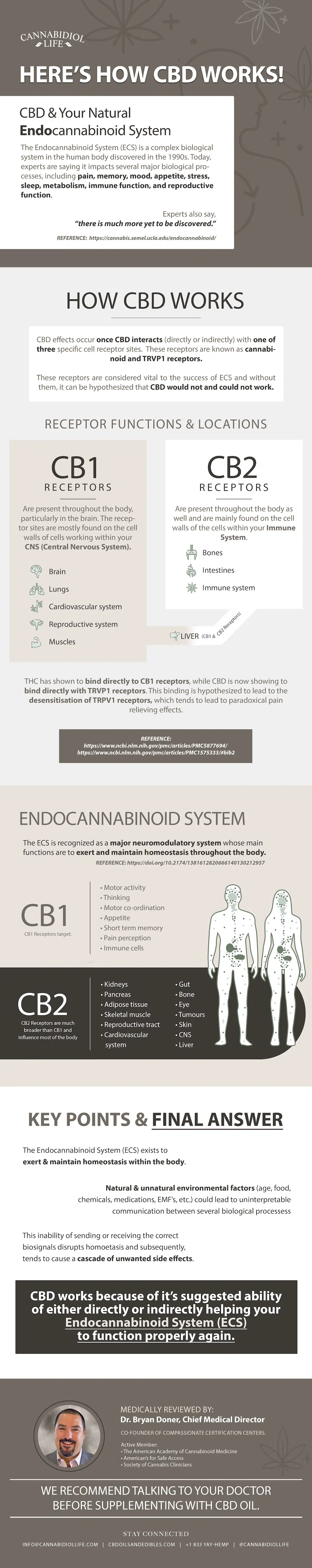 Medical Professional Reviewed Infographic Of How Cbd Works With The Endocannabinoid System.