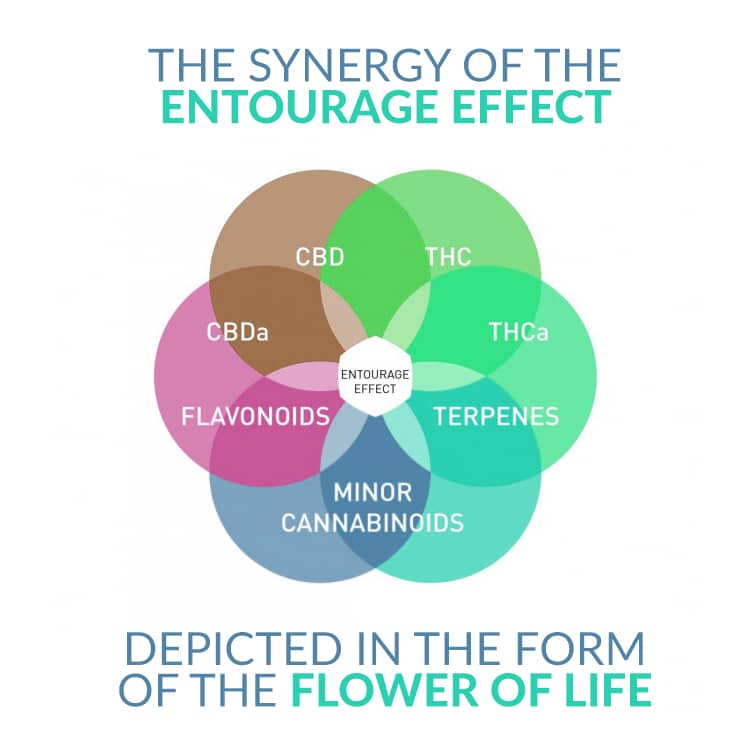 Cannabinoid-Synergie-Blume des Lebens