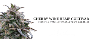 cherry wine hemp strain