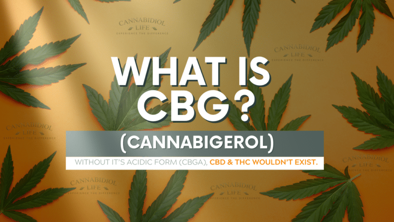 An orange banner with cannabis leaves in the background. On top is a floating title that says, 'WHAT IS CBG? (CANNABIGEROL)' and below the title a subheading shares, 'Without its acidic form (CBGA), CBD and THC wouldn't exist.' To dramatize this image, there are several striking sun rays beaming down on the title and casting beautiful shadows.